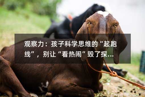 觀察力:孩子科學思維的“起跑線”,別讓“看熱鬧”毀了探索欲